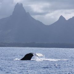  Whale sighting