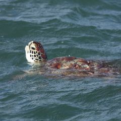 Green turtle