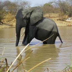 Elephant