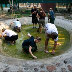 Wildlife Rescue, Thailand