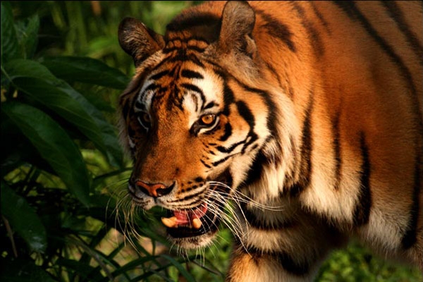 Wildlife Rescue, Thailand