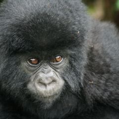 Baby mountain gorilla