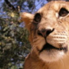 Walking with lions