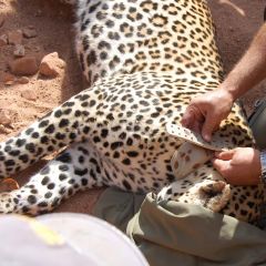 Fitting a telemetry collar to leopard
