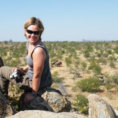 Elephant survey