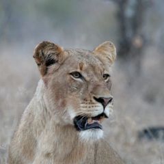 Lioness profile