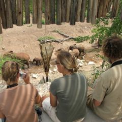 Monitoring elephants