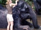 image for Elephant Orphanage Experience at Pinawala
