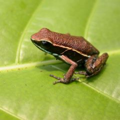 Amazon Conservation in Peru