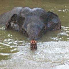 Elephant Care, Thailand
