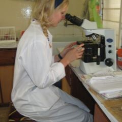 Looking for malaria