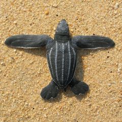 Save turtles in Mexico