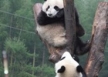 list_image for Work in a Panda Reserve (various roles available)