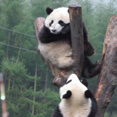 Panda conservation projects