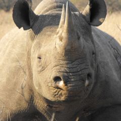 Black rhino  phinda