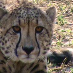 Cheetah 5