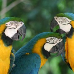 Amazing wildlife in the Amazon rainforest