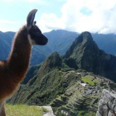 LLama at Machu Picchu