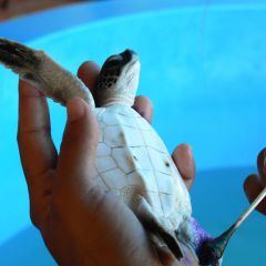 Marine Conservation, Thailand
