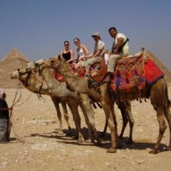 Camel group shot compressed
