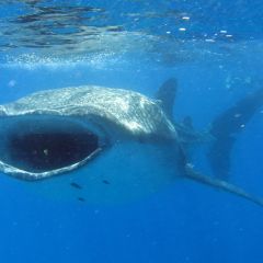 Whaleshark