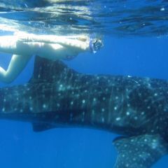 A Whaleshark