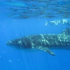 A Whaleshark