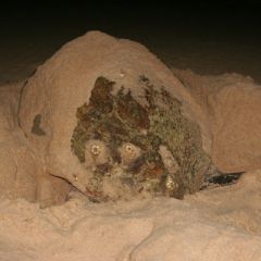 A turtle