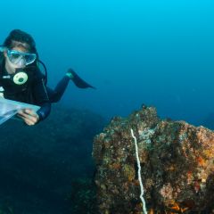 Reef fish counts