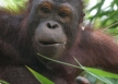 The Elusive Orangutan!