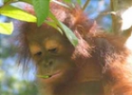 list_image for Care For Animals At A Wildlife Park In Borneo