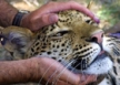 list_image for Zululand Game Reserve Conservation Expedition