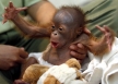 Orangutang Protection Project