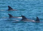 list_image for Volunteer With Dolphins Near Perth
