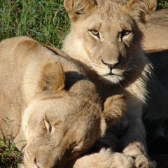 Lions