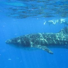 Snorkeling with whale shark in Mozambique
