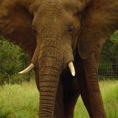 Elephant in Swaziland