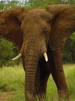 Elephant in Swaziland
