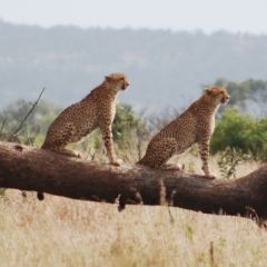 Cheetah in Kruger Park