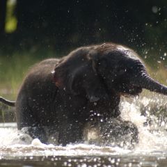 Young elephant playing in the Okavango Delta.