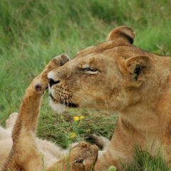 Lioness and cub seen on safari in the Okavango del