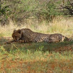 Cheetah sighting