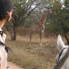 Giraffe sighting on horseback 8