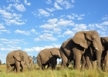 Elephant Care and Research