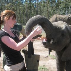 Elephant Care and Research