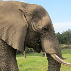 Elephant Care and Research