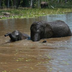 Elephant Care and Research