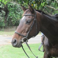 Horse Rehabilitation