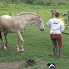 Horse Rehabilitation