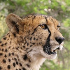 Cheetah Reintroduction